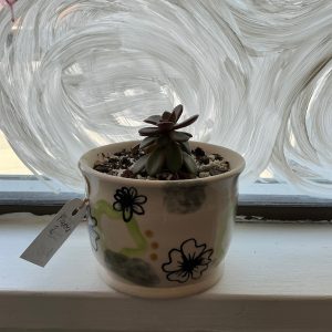 Planter with Plant 2